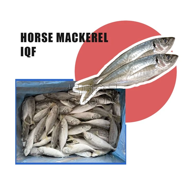 AA Frozen Horse Mackerel