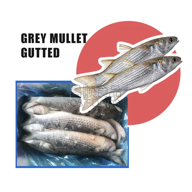 A Frozen Grey Mullet WR
