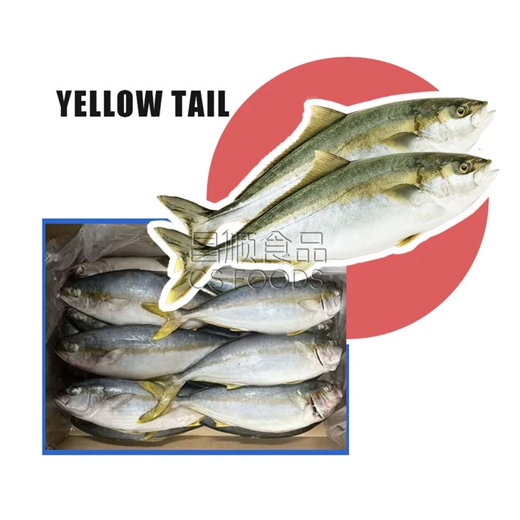 Bulk Frozen Yellow Tail